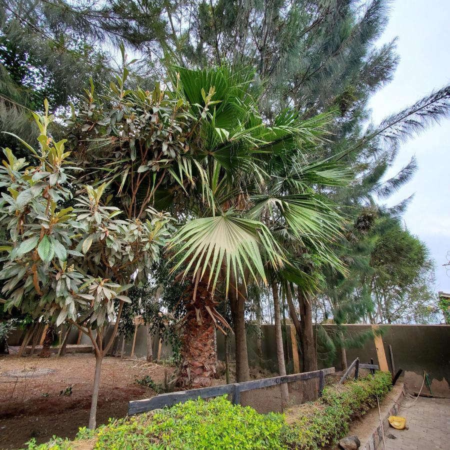 Palm Nest - Near Jkia Hotel Syokimau Exterior photo